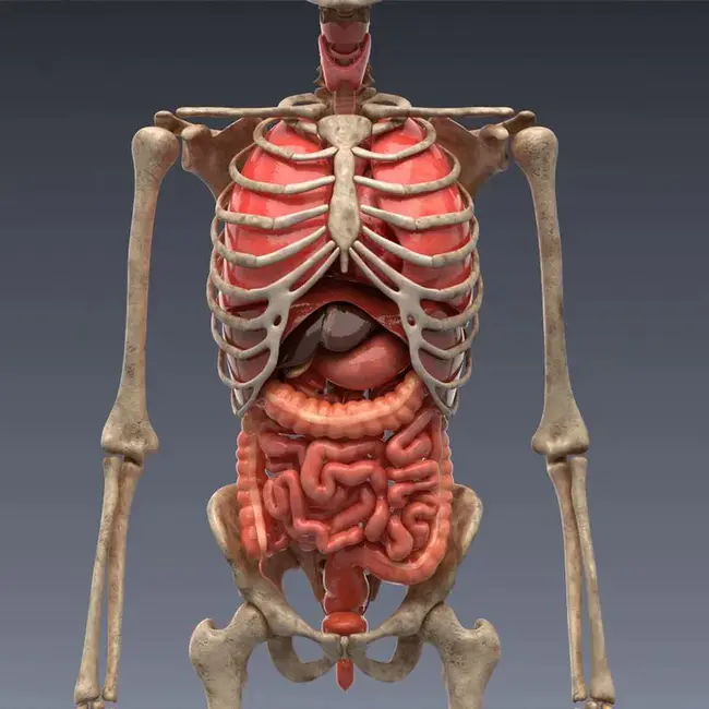 Internal Body Organs : 内脏器官