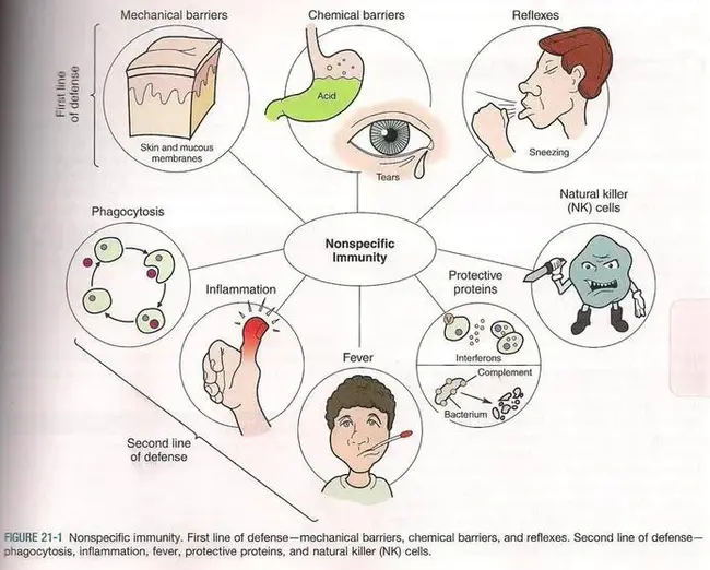 Immune Deficiency Foundation : 免疫缺陷基金会