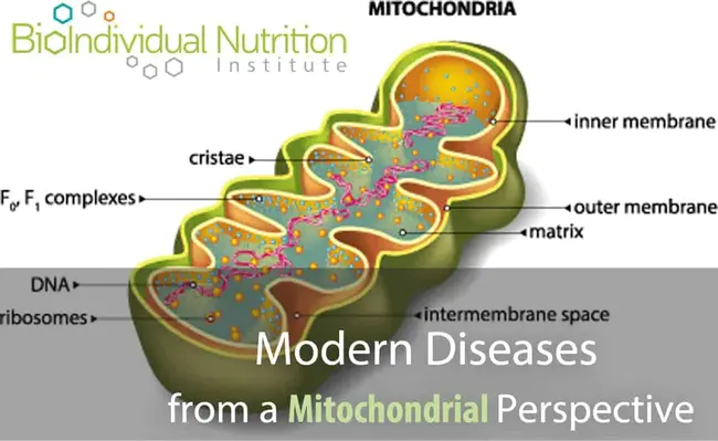 Mitochondrial Genome Maintenance : 线粒体基因组维持