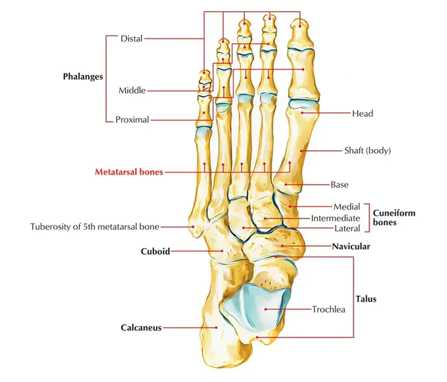 Metatarsal Phalanges : 跖骨指骨