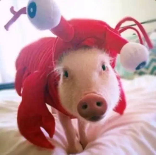 Mr Piggy : 猪崽子先生