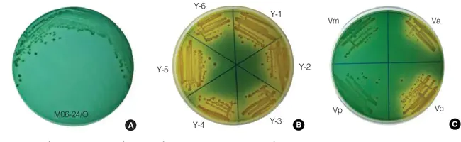 Sucrose, Non-Fermenting : 蔗糖，非发酵