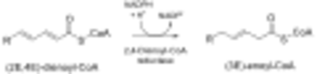 Dienoyl Coa Reductase : 二壬酰辅酶A还原酶