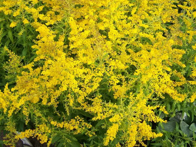 SOlidago shortii Solar Cascade : SOlidago 太阳能级联短裤