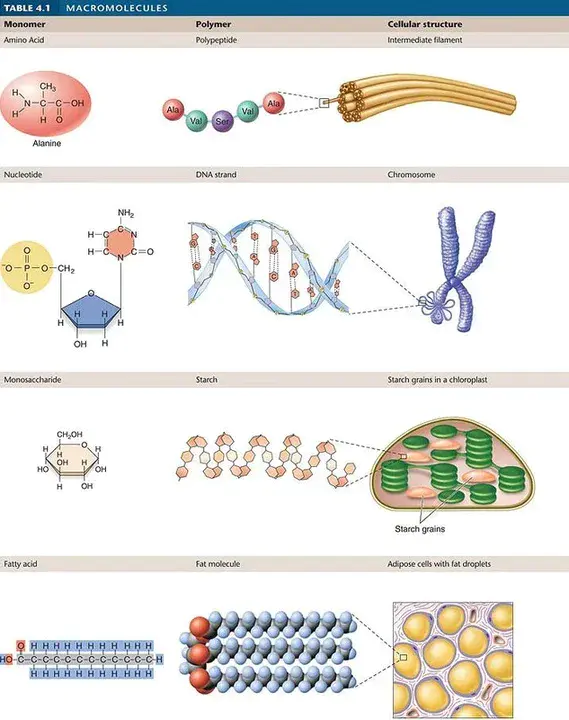 Proteins Carbohydrates And Fats : 蛋白质、碳水化合物和脂肪