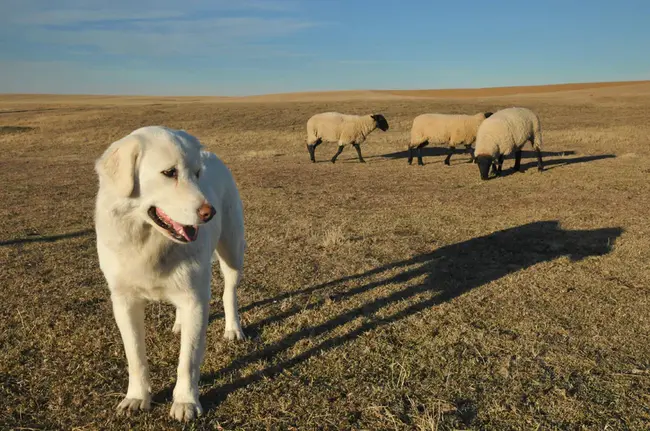 Sheep Herders of America : 美国牧羊人
