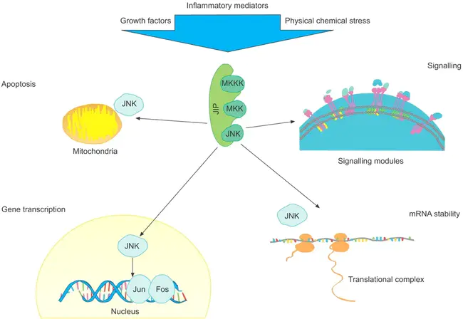 c-Jun NH2-terminal Kinase : C-Jun NH2 末端激酶