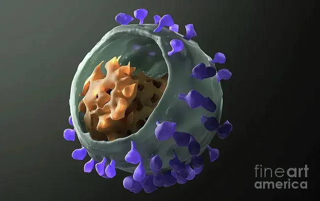 Simian Immunodeficiency Virus : 猴免疫缺陷病毒