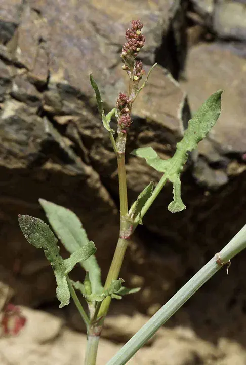 Rumex : 鲁梅克斯