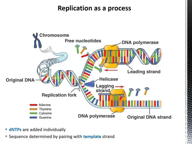 Transcription Factor : 转录因子