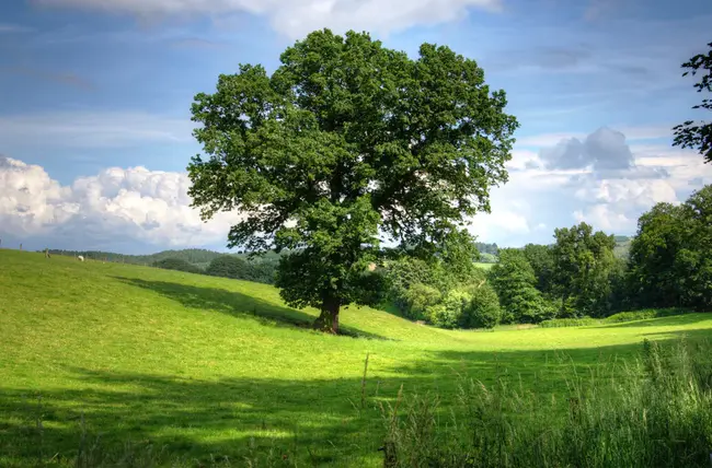 Tree Fort : 以及惠斯勒的树堡