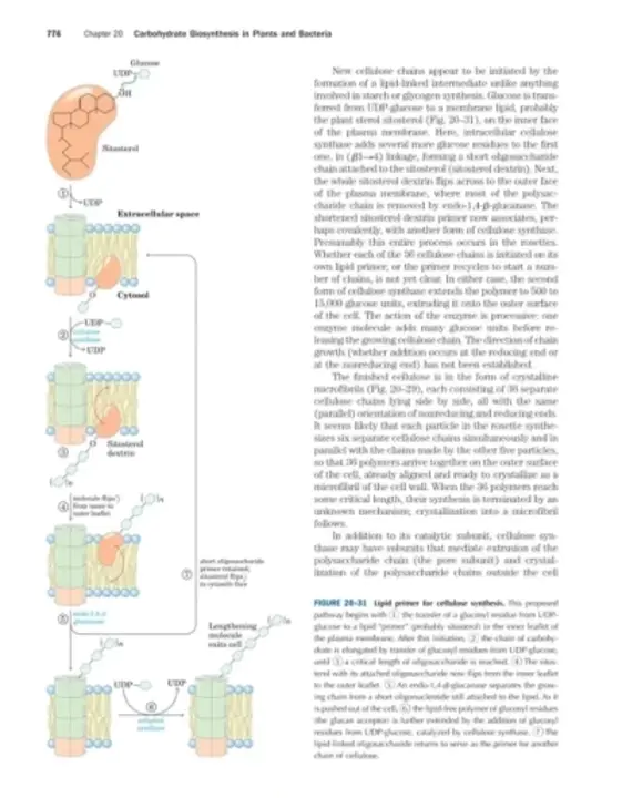 Non Structural Carbohydrate : 非结构性碳水化合物