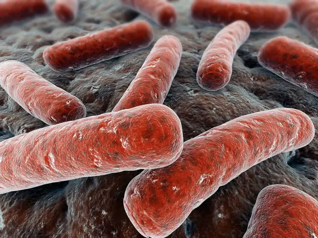 Mycobacterium Tuberculosis Direct : 结核分枝杆菌