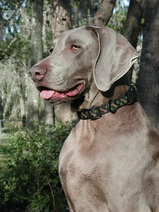 Weimaraner Club of Greater Louisville : 大路易斯维尔威马拉纳俱乐部