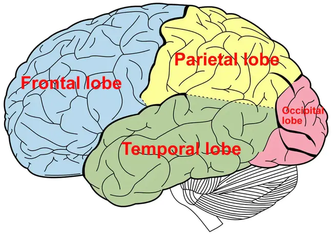 Temporal Lobe Epilepsy : 颞叶癫痫