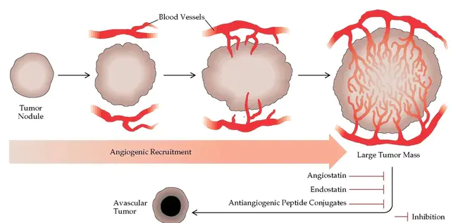 Tumor Infiltrating Lymphocytes : 肿瘤浸润淋巴细胞