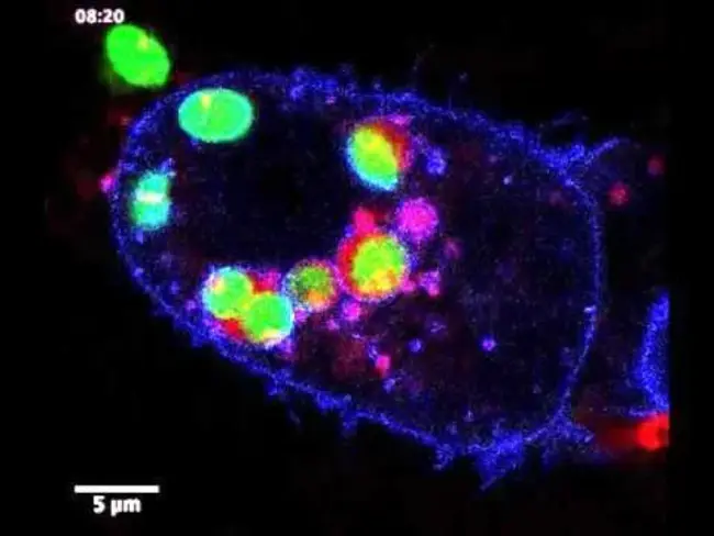 Parasitophorous Vacuole : 寄生泡