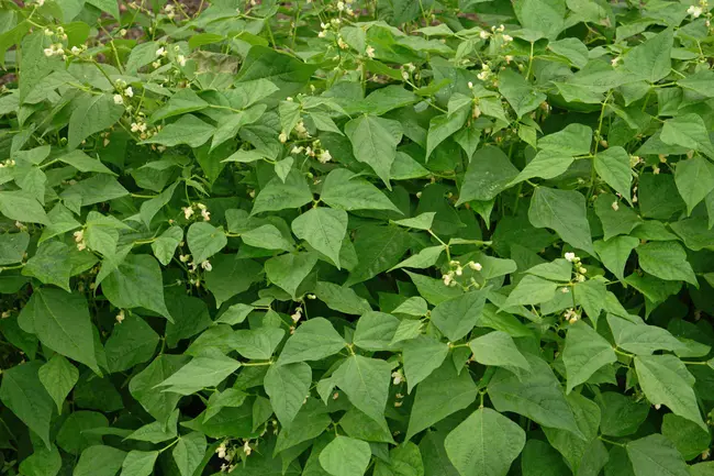 Phaseolus Vulgaris : 寻常相