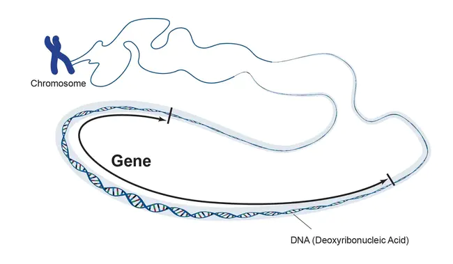 Gene Ontology : 基因本体论