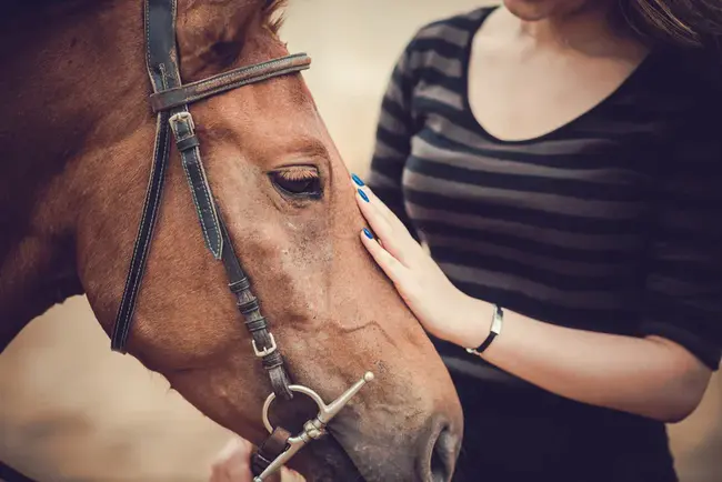 Equine Assisted Psychotherapy : 马辅助心理治疗