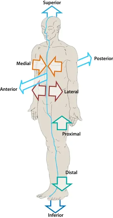Distal Symmetrical Polyneuropathy : 远端对称性多发性神经病