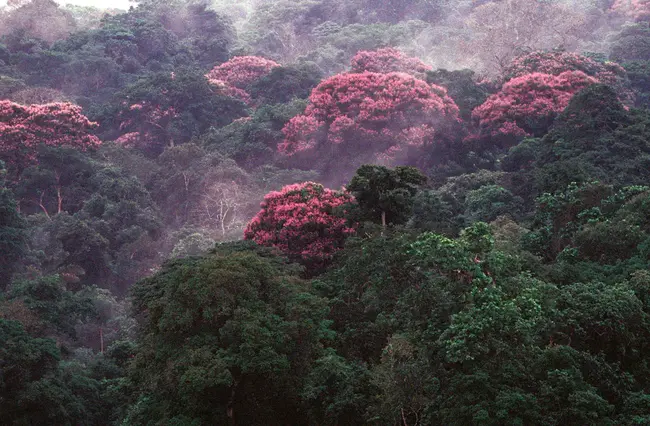 Tropical Rain Forest : 热带雨林