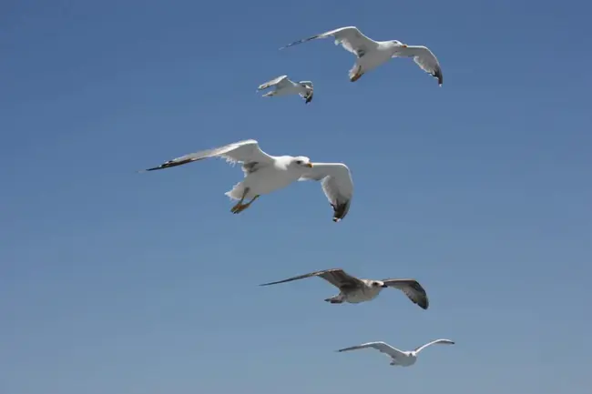 Important Bird Area : 重要鸟类区