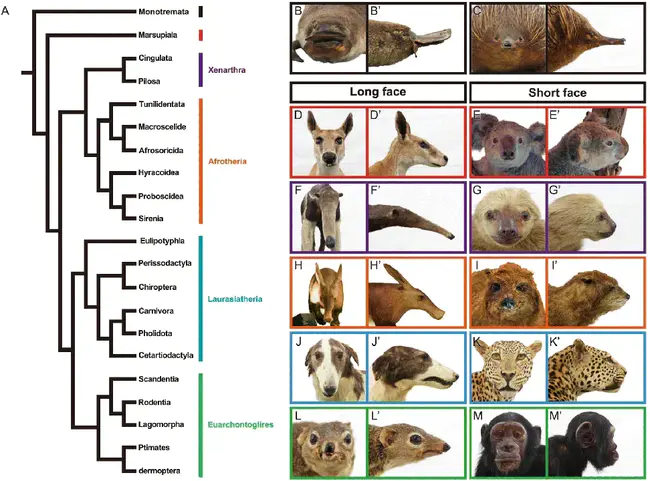 Mammalian Artificial Chromosome : 哺乳动物人工染色体