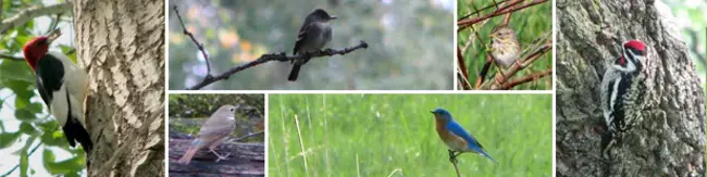Wisconsin Breeding Bird Atlas : 威斯康星州鸟类繁殖图集