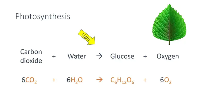 Photosynthetic Pigment System : 光合色素系统