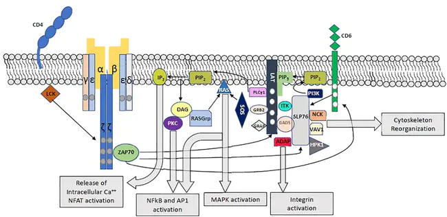 T-cell receptor Complex Expressed : T细胞受体复合物表达