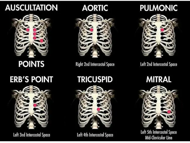 Animated Dissection of Anatomy for Medicine : 医学解剖动画