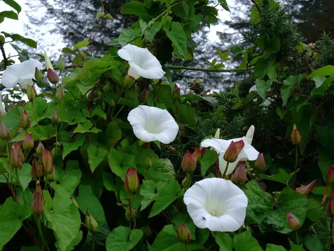 Bindweed Afflicted Gardener : 受旋花困扰的园丁