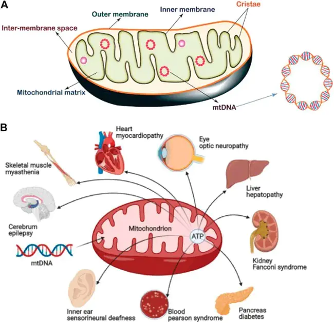 Mitochondrial Targeting : 线粒体靶向