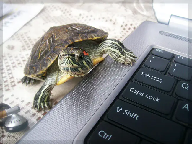 Computer Turtle : 电脑龟