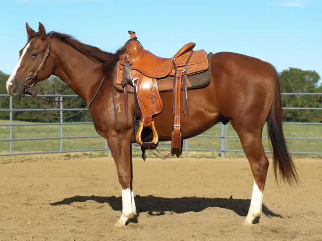 Horse Showing Club : 马术俱乐部