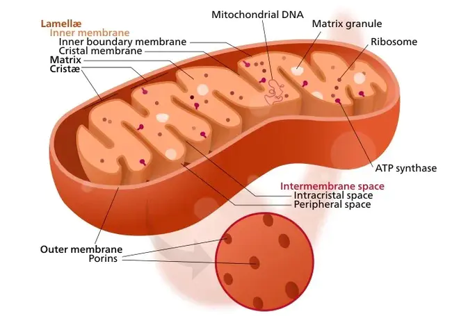 Mitochondria Points : 线粒体点