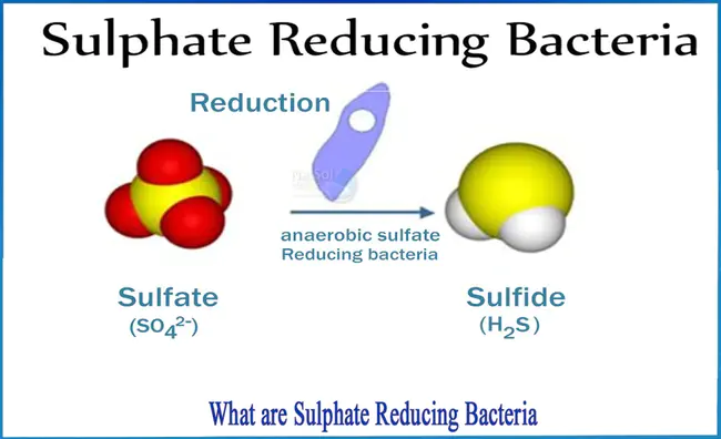 Sulfate Reducing Bacteria : 硫酸盐还原菌