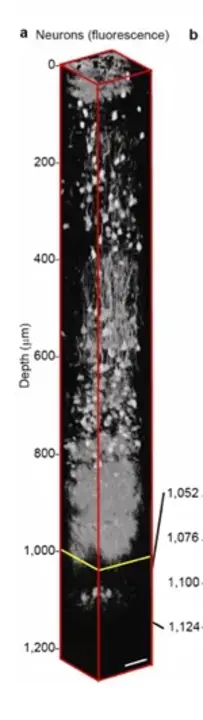 Three-Photon Excitation : 三光子激发