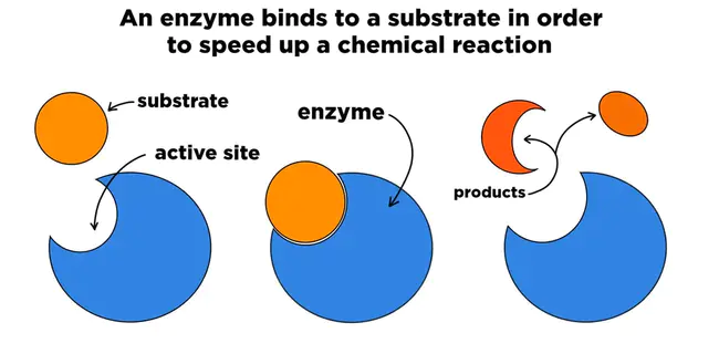 Enzyme Classification : 酶的分类