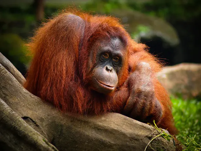 Orangutangs Leading Orchestras : 猩猩乐队的主要管弦乐队