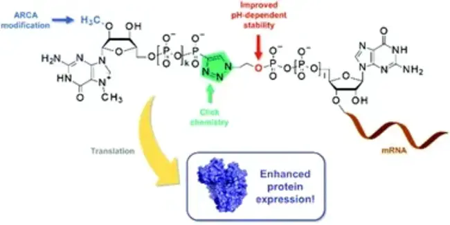 Phosphinothricin Acetyl Transferase : 磷脂酶乙酰转移酶