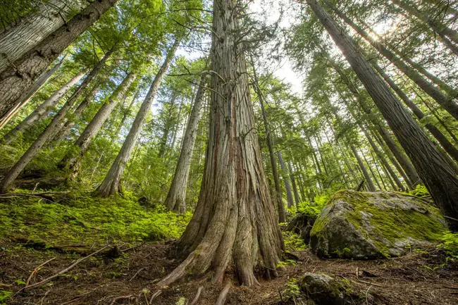 Temperate Woodland : 温带林地