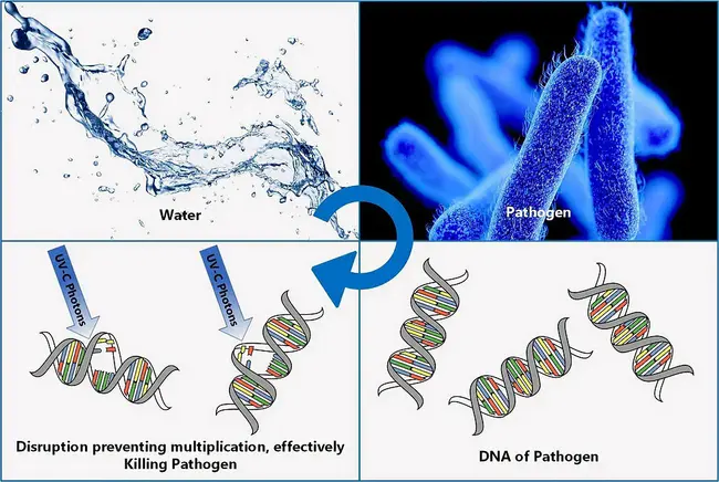 Specific Pathogen Free : 无特定病原体