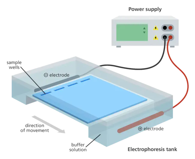 Electrophoresis : 电泳