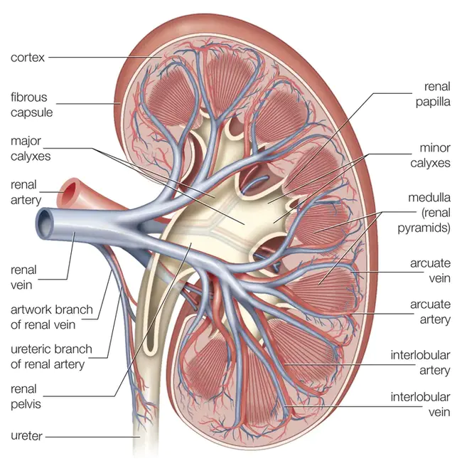 Kidney Trouble : 肾病