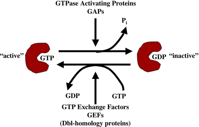 GTPase Activating Protein : GTP酶激活蛋白