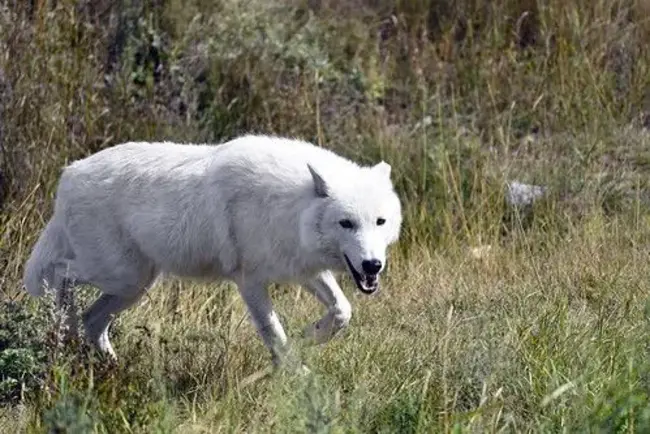 White Wolf : 白狼
