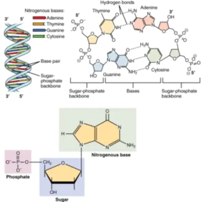 Nucleotide Binding Domain : 核苷酸结合域