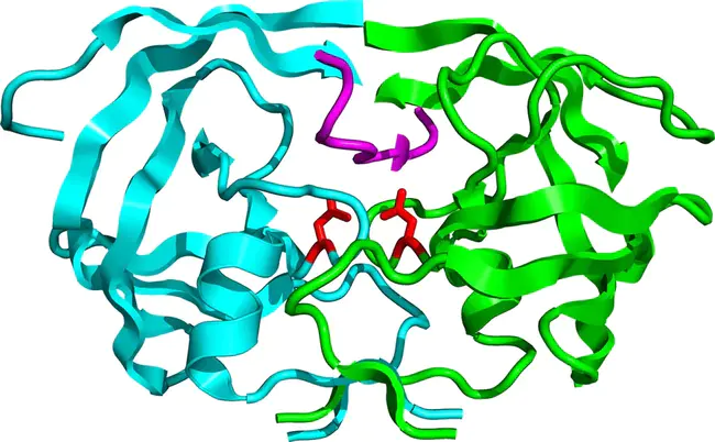 Protease Reverse Transcriptase : 蛋白酶逆转录酶